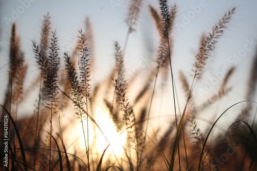 Nature - Macro - Céréales au coucher de soleil