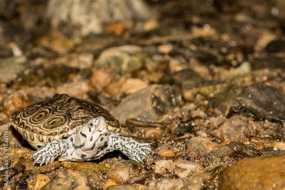 Obraz premium Northern Diamondback Terrapin