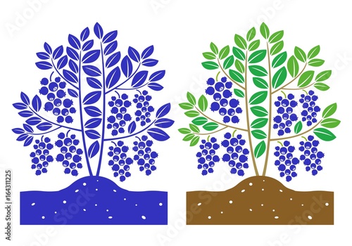 blueberry plant with leaves and product