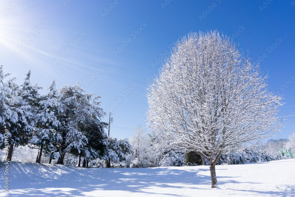 Fototapeta premium Sunny Snow