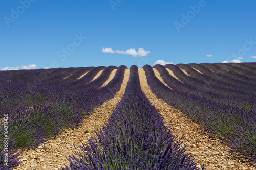 Valensole Capitale de la Lavande