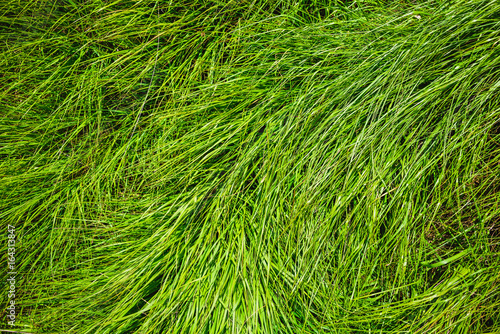 Detail und Blick von oben auf das Gras einer Moorwiese und Feuchtwiese im Hohen Venn