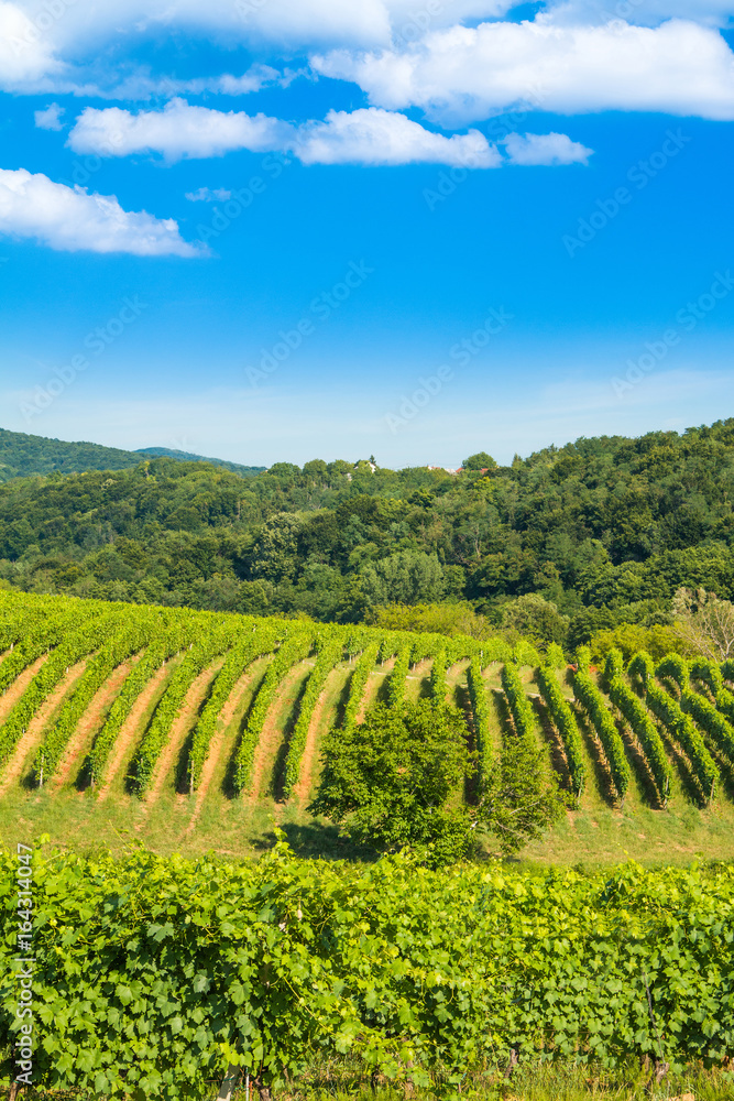     Countryside landscape, vineyard in Daruvar region, Croatia 