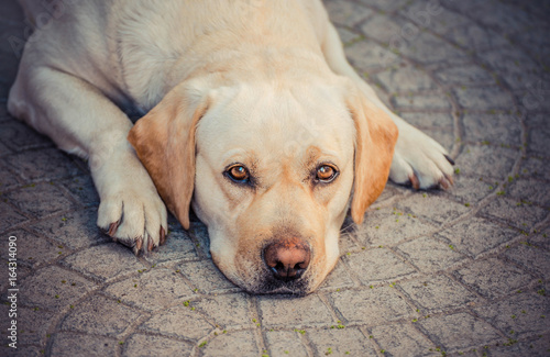 Dog on the floor, yellow labrador, thoughtful and dreaming. Dog sadness, focus on eyes. A tired yellow labrador patiently waits. 