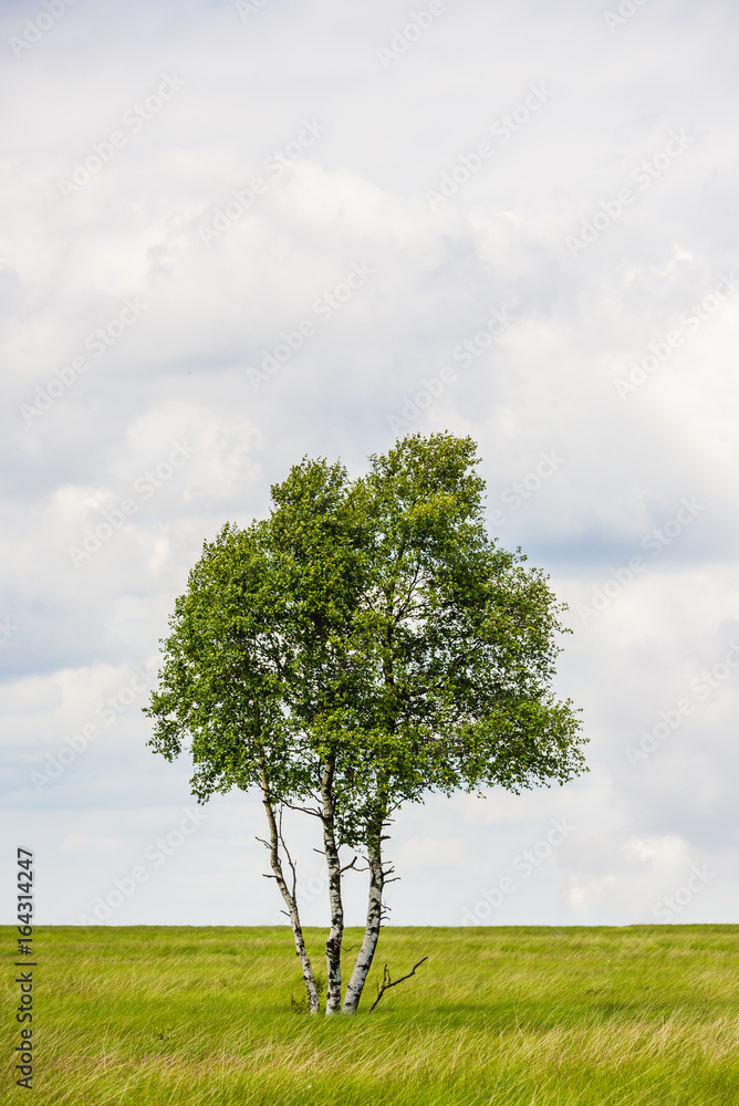 Obraz premium Einzelner Baum steht alleine in der Landschaft in der Eifel im Hohen Venn bei Belgien und Deutschland im Naturschutzgebiet