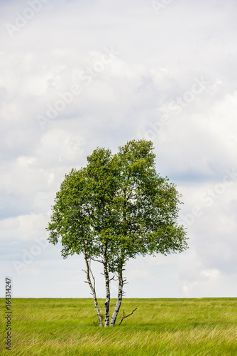 Einzelner Baum steht alleine in der Landschaft in der Eifel im Hohen Venn bei Belgien und Deutschland im Naturschutzgebiet