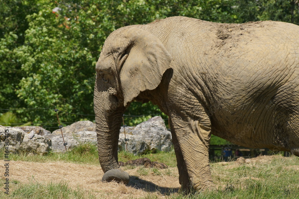 Eléphant se balandant dans l'herbe