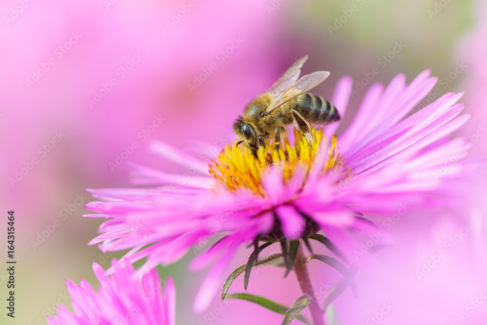 Bee picking pollen on Michaelmas daisy. Beauty natural background. Bee picking pollen on Michaelmas daisy. Beauty natural background.