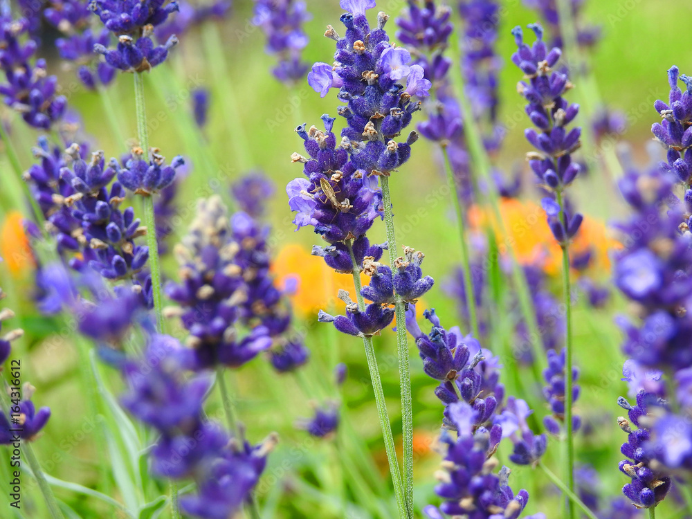Lavenda flower. Lavenda flower.