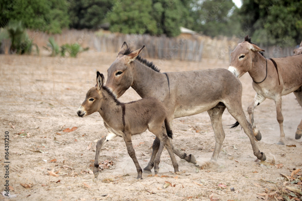 donkey family running in Africa donkey family running in Africa