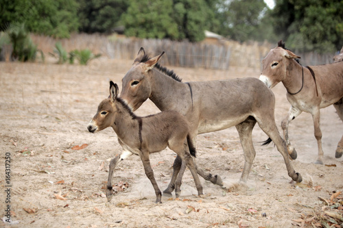 donkey family running in Africa