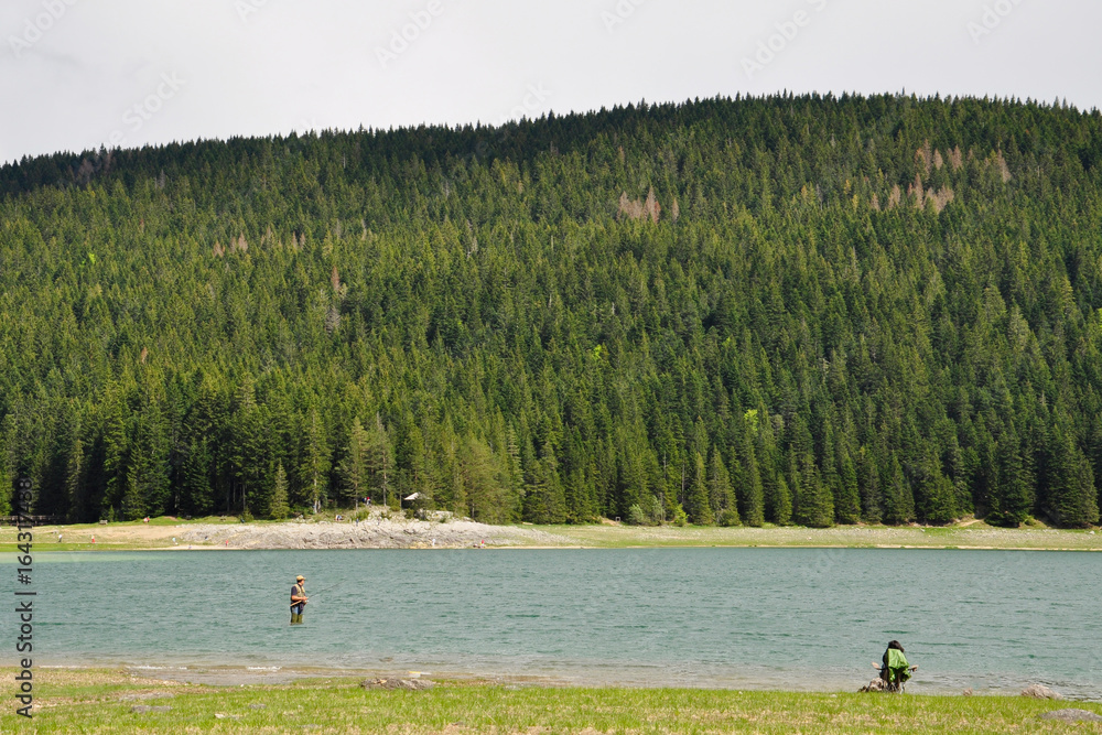 Fisherman fishing in the river on the background of spruce forests