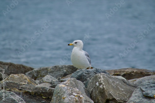 Northern Seagull 