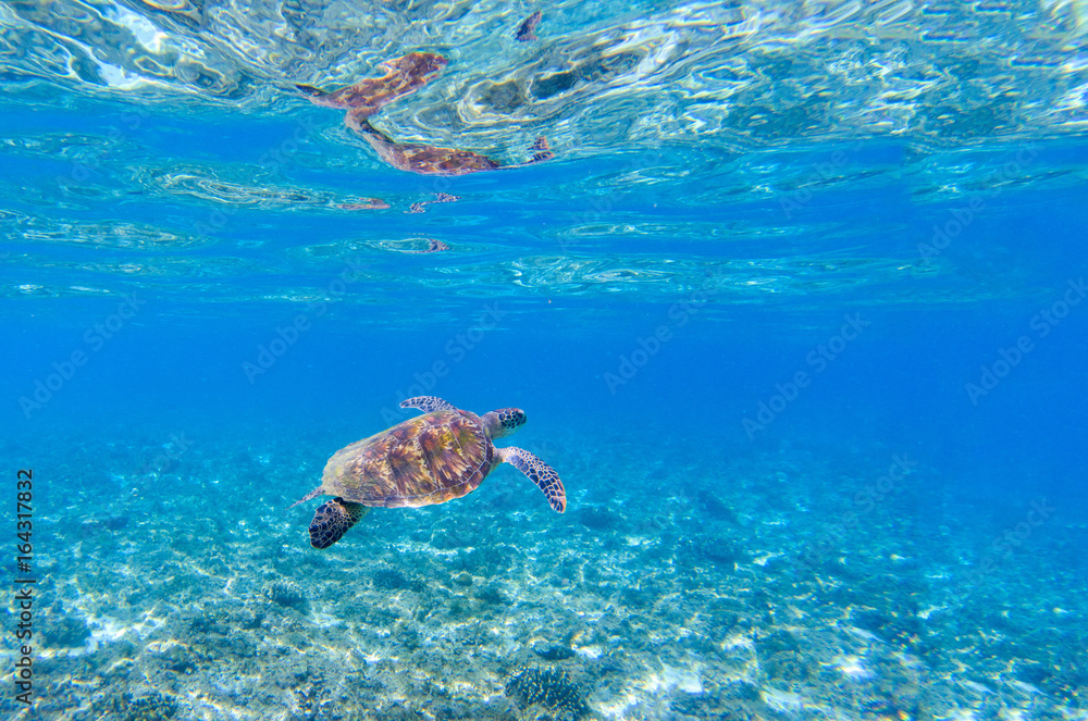 Sea turtle in blue water. Marine tortoise swims in shallow seawater.