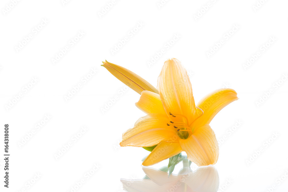 beautiful blooming lily beautiful blooming lily