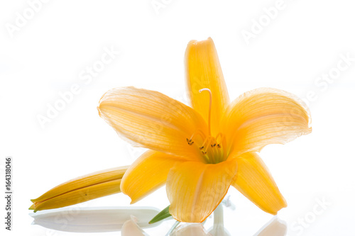 beautiful blooming lily