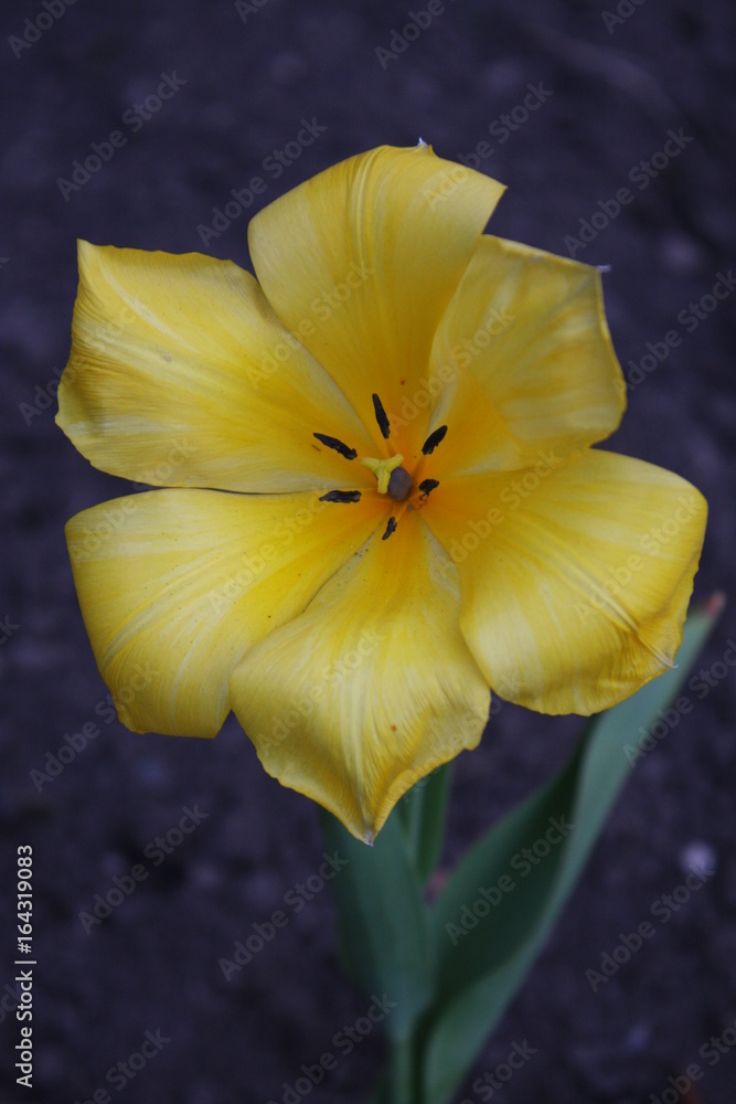 Fototapeta premium Blume, Flower, yellow