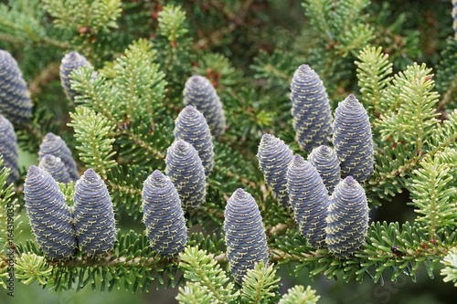Abies koreana