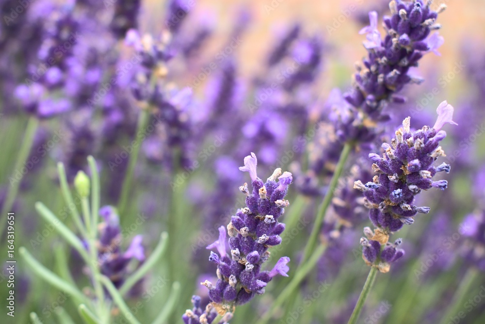 Blooming purple lavender flowers. Blooming purple lavender flowers.