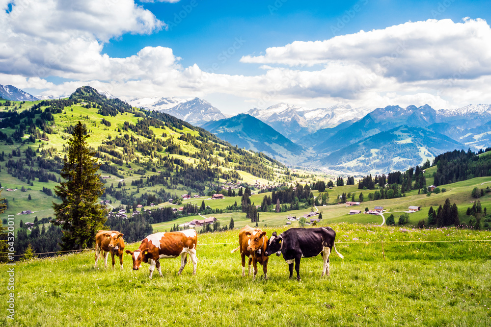 Kühe im Simmental, Berner Oberland, Schweiz