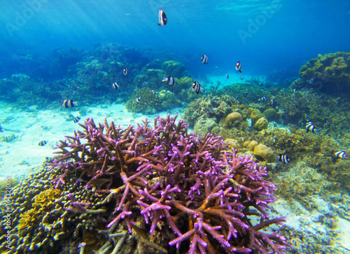 Underwater landscape with pink coral and tropical fish. Coral undersea photo.