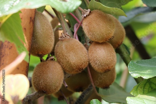 Fotografi Ripe kiwi fruits in the garden
