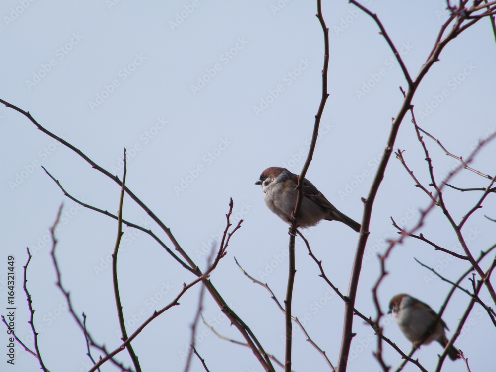Obraz premium sparrow in winter