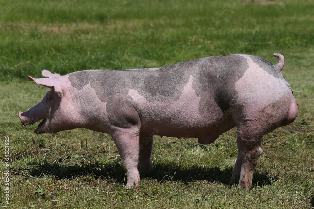 Duroc breed pig at animal farm on pasture Duroc breed pig at animal farm on pasture