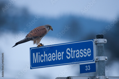 Turmfalke sitzt mit erbeuteter Maus auf einem Straßenschild photo