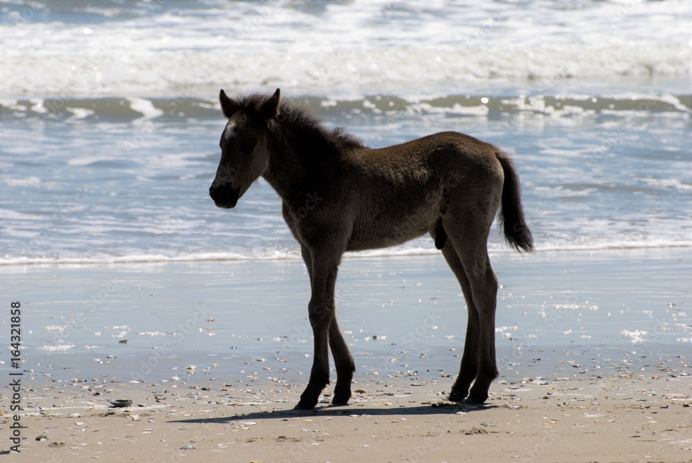Wild horses walking along the beach in Corolla, North Carolina Wild horses walking along the beach in Corolla, North Carolina