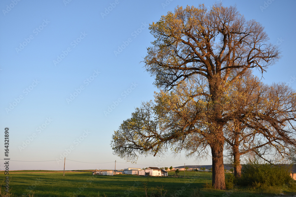 Obraz premium Big tree