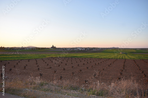 Vineyards without leaves