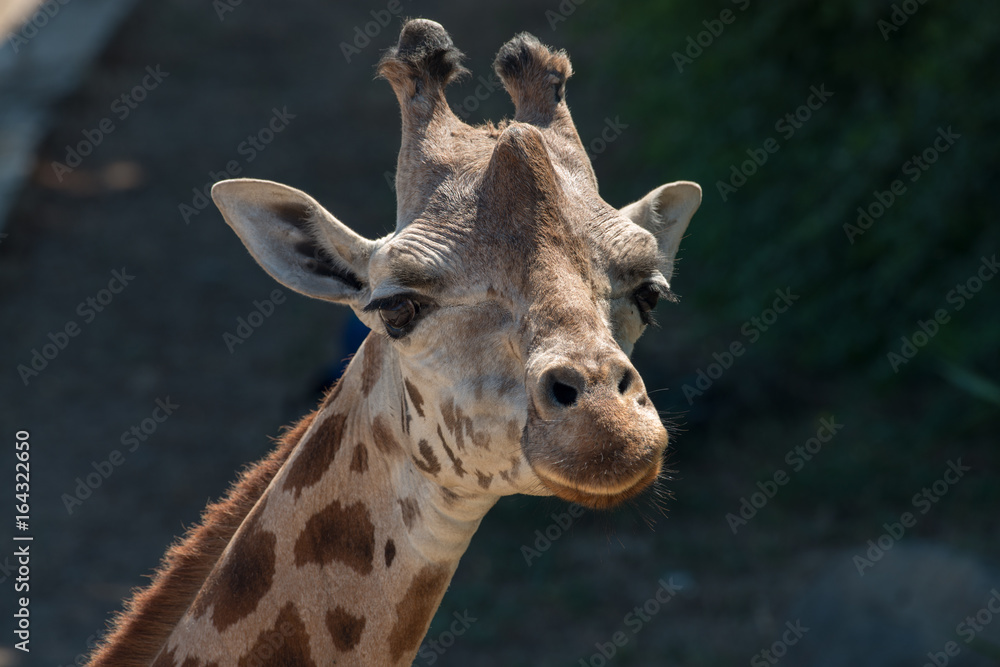 Fototapeta premium zürafa