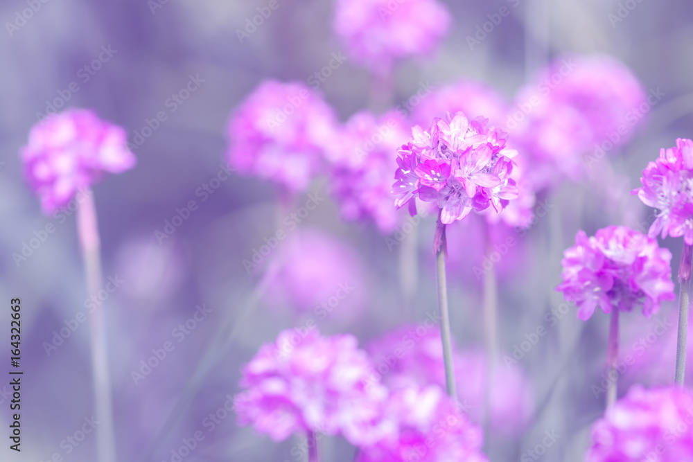 Small pink flowers in the form of a ball. Selective soft focus Small pink flowers in the form of a ball. Selective soft focus