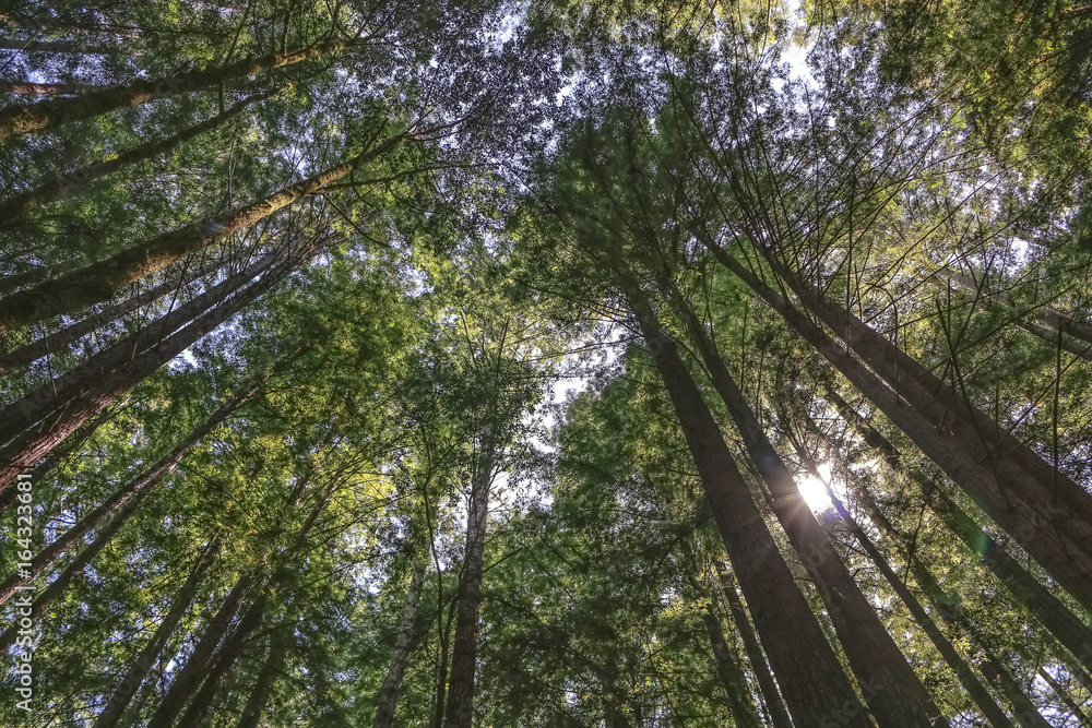 Fototapeta premium Redwood Trees