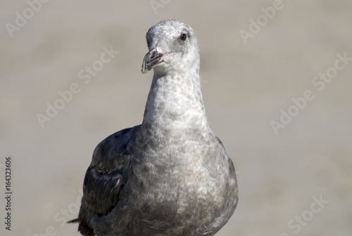 Bird on the Beach
