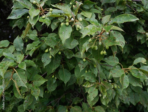 Nannyberry