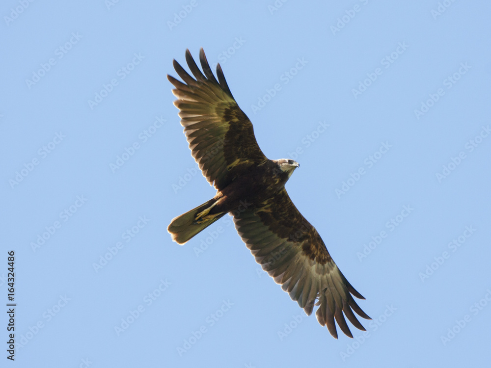 Marsh harrier female flying in sky. Beautiful mighty brown hawk. Bird in wildlife. Marsh harrier female flying in sky. Beautiful mighty brown hawk. Bird in wildlife.