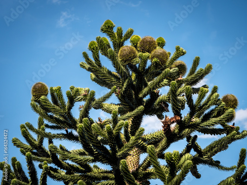 Araucaria Tree Against Blue Sky