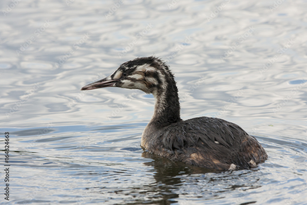 Great crested grebe young swimming on water. Cute funny waterbird. Bird in wildlife. Great crested grebe young swimming on water. Cute funny waterbird. Bird in wildlife.