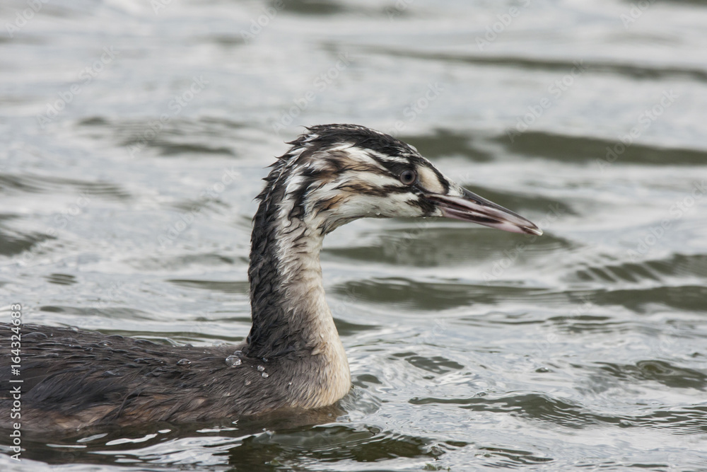 custom made wallpaper toronto digitalGreat crested grebe young swimming on water. Cute funny waterbird. Bird in wildlife.