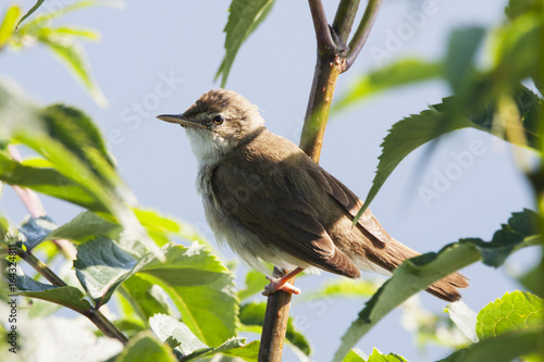 Blyth's reed warbler sitting on branch of tree. Cute little songbird. Bird in wildlife. photo