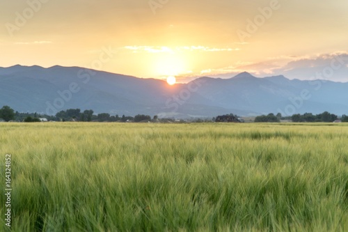 Summer Wheat Sunset
