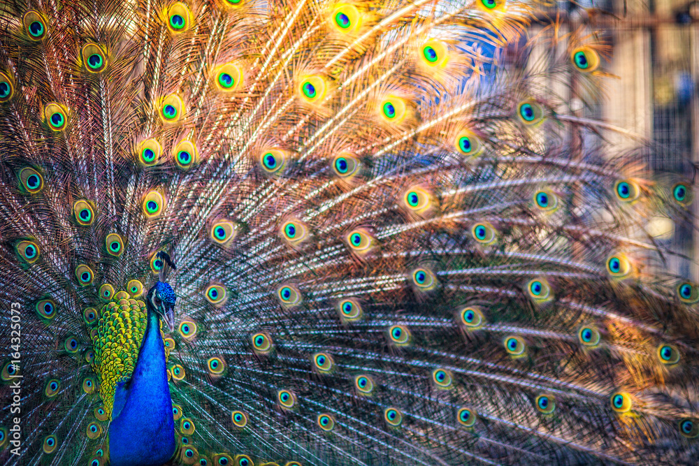Obraz premium a male peacock with a full-blown tail