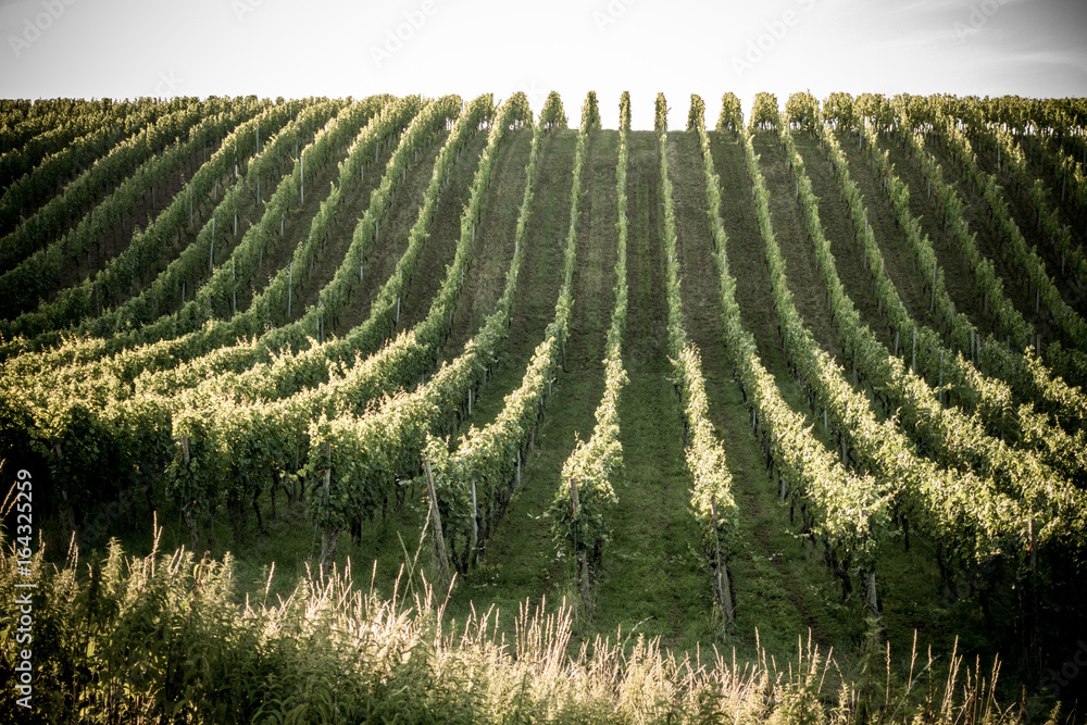 Fototapeta premium Weinberge im Sommer