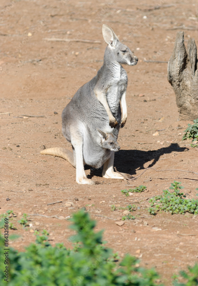 Naklejka premium mammal