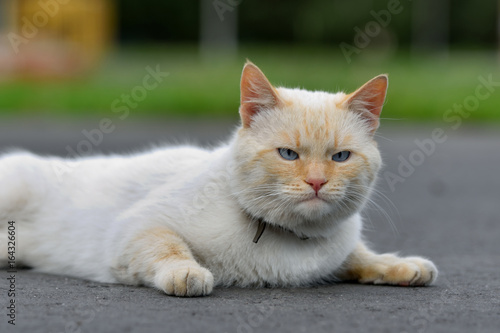 Beautiful red cat lying on the road and resting © pridannikov