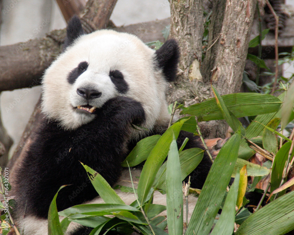 Obraz premium Giant Panda