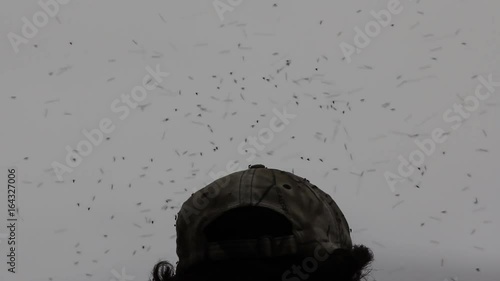 Abundance of blood-sucking insects make life intolerable in North. Head cap and cloud of gnats
 photo