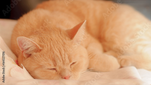 Peaceful Orange Red Tabby Cat Sleeping In His Bed On Blanket